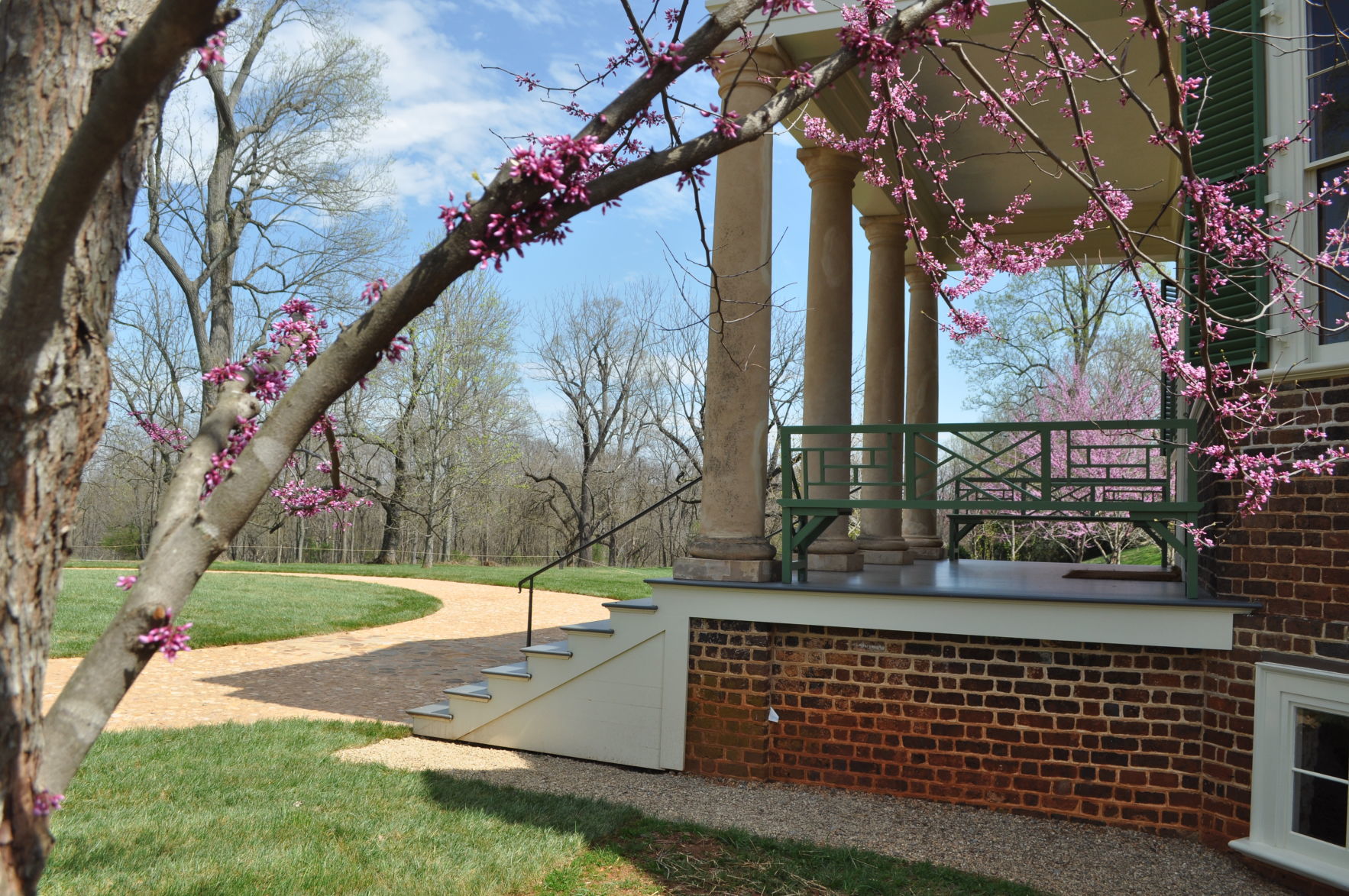 Clump Redbuds (early spring).JPG